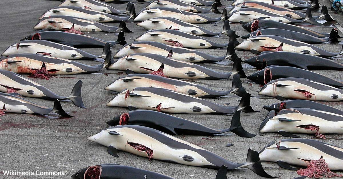 Yearly Whale Slaughter In Faroe Islands Leads To A Record Kill Of 1,400 Mammals