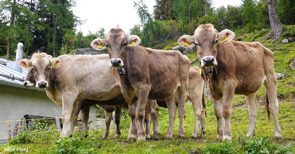German Scientists are Potty-Training Cows to Solve a “Climate Killer Conundrum”