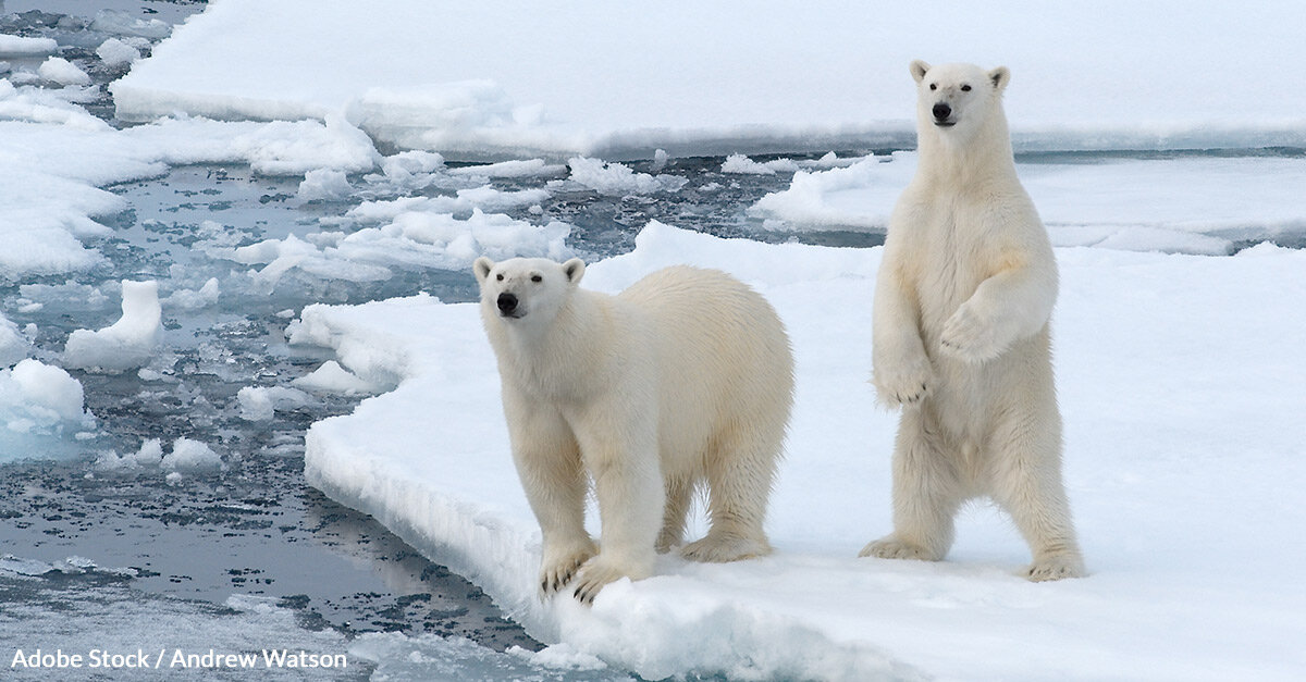 New Research Shows Polar Bears Could Go Extinct By 2100