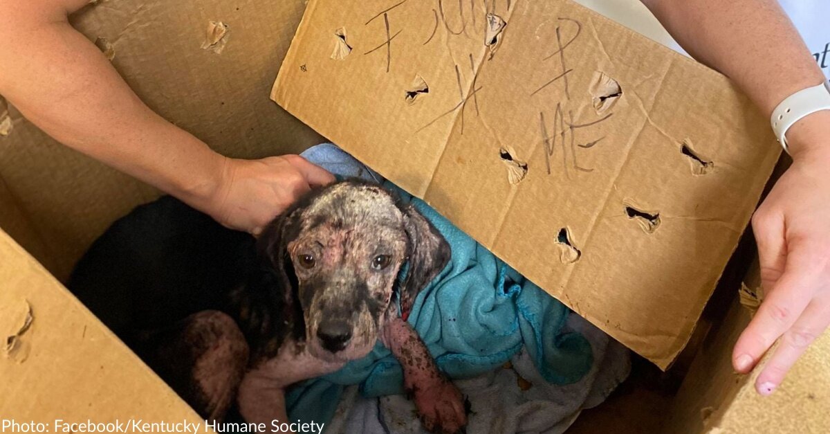 Emaciated Puppy Found In Taped Cardboard Box With “Help Me” Written On It Outside Kentucky Shelter