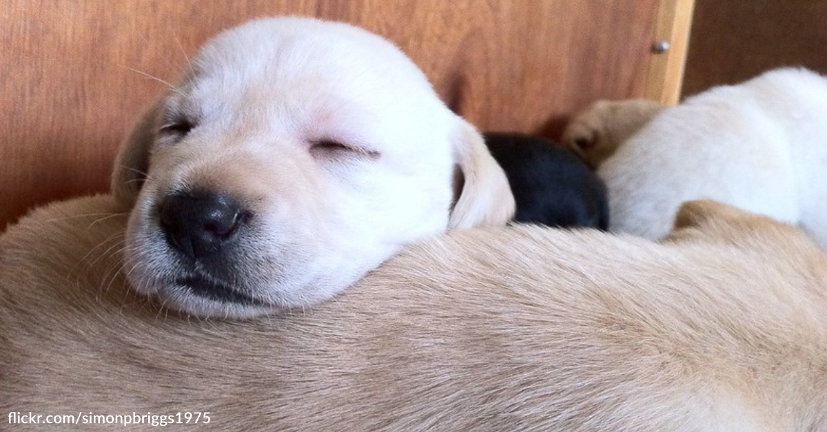 Puppy Rushes Over To Join Siblings In An Adorable ‘Cuddle Puddle’