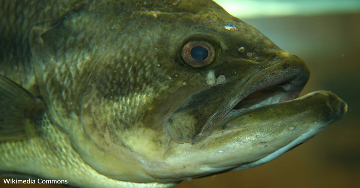 Largemouth Bass Steals Dog’s Ball During Game of Catch