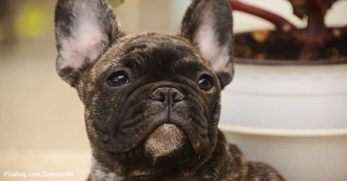 Nosey French Bulldog Loves To Spy On Neighbors