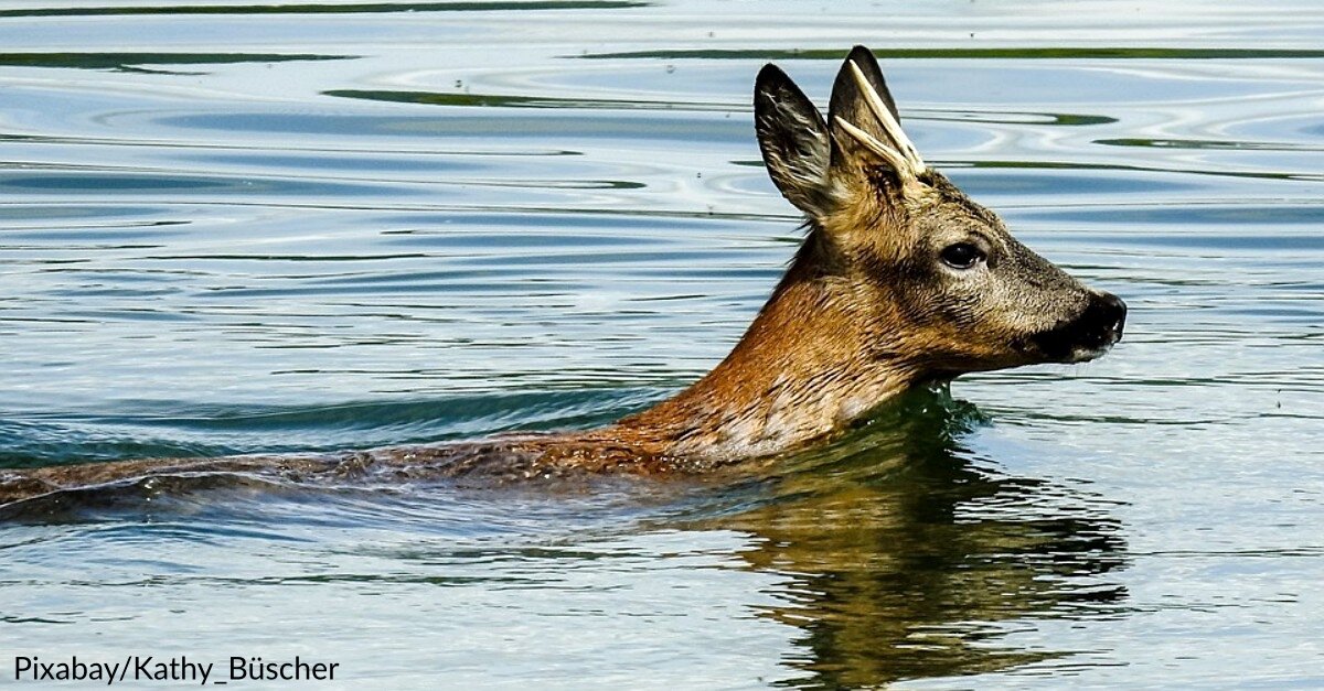 Time Is Ticking As Man Jumps Off Boat To Save Drowning Baby Deer