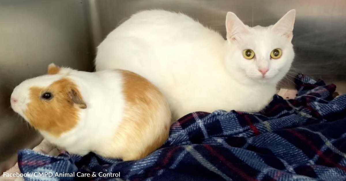 Shelter Cat and Guinea Pig Best Friend Get Adopted Together