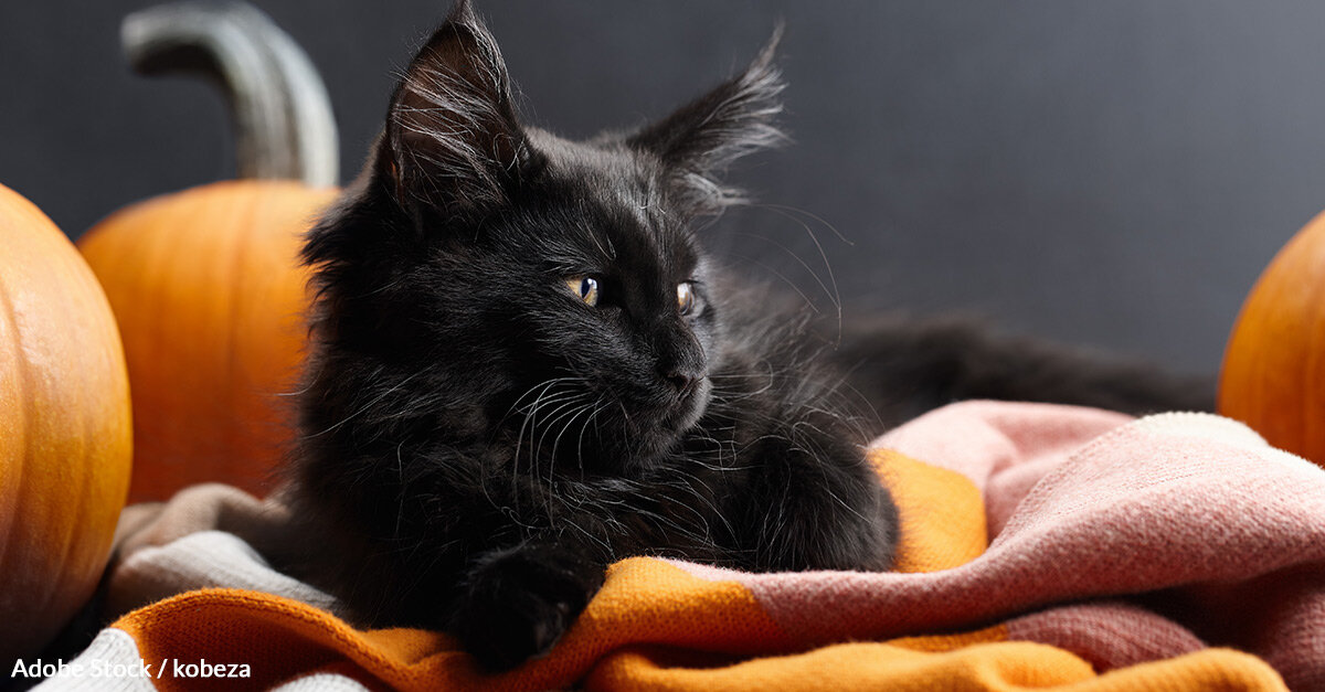 Here’s How You Can Help Black Cats Find Loving Homes This Season