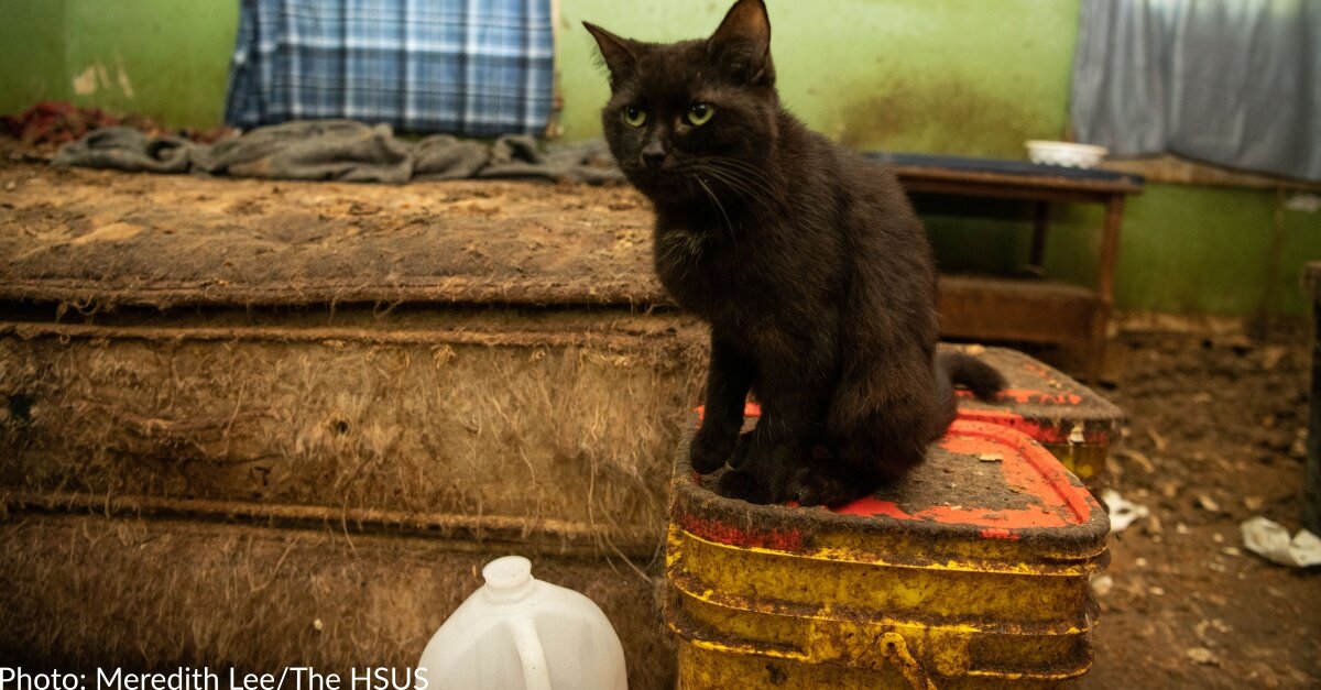 Dozens Of Severely Neglected Cats Rescued From Filthy Indiana Home