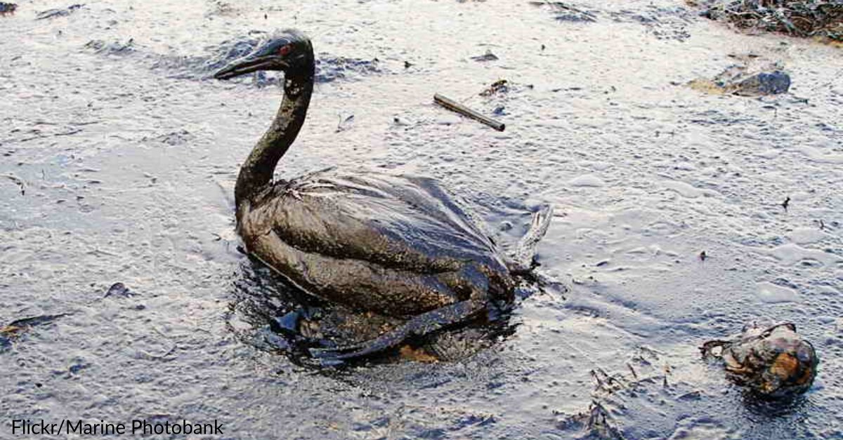 Dozens Of Birds At Risk Of Dying After Oil Spill Wreaks Havoc On Their Home