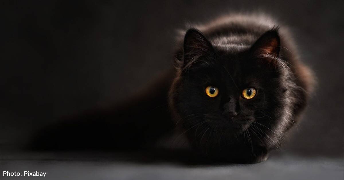 5 Reasons To Adopt A Black Cat - The Animal Rescue Site News
