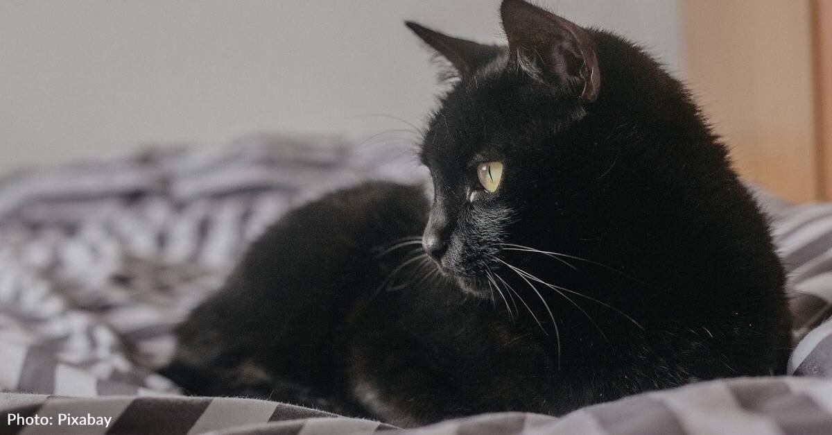 Man Breaks Up With Girlfriend After She Dumps His Black Cat Outside