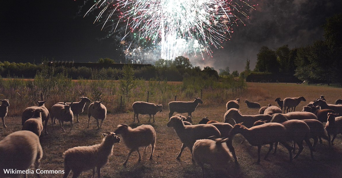 Setting Off Fireworks In The UK That Causes “Suffering” To Animals Could Land You A Hefty Fine Or Time In Jail