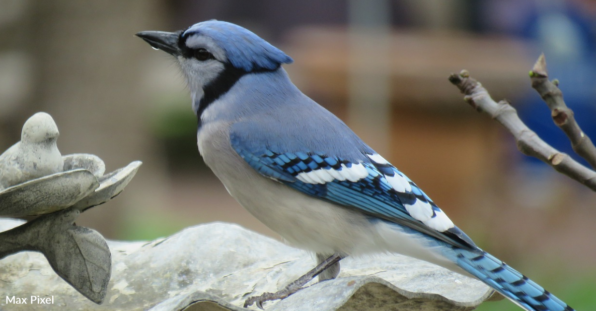 This Developing Adolescent Blue Jay Still Has Some of Its Baby