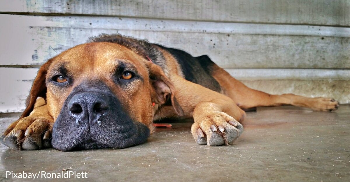 Bait Dog Thrown Onto The Street & Left To Die Finally Ends Up Where He’s Meant To Be