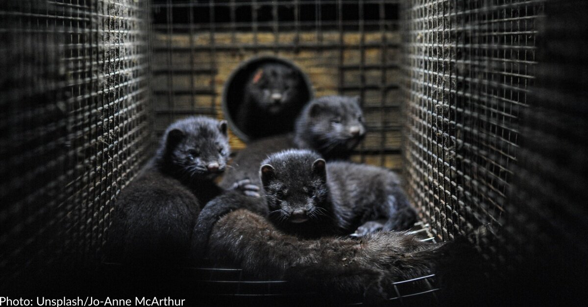 France Bans Fur Farming