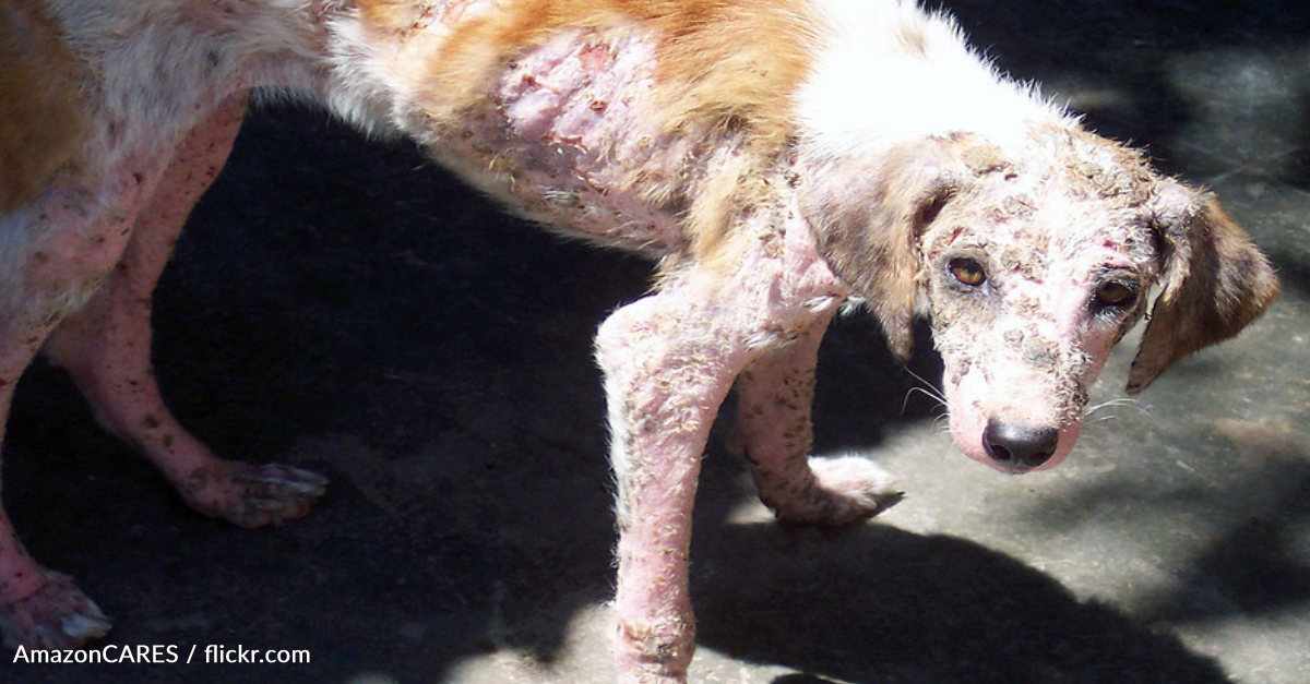 Street Dog With Terrible Mange Spends Months In Recovery