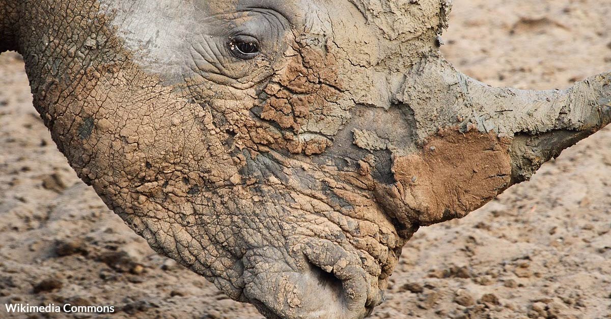 30 White Rhinos Airlifted 2,000 Miles In Largest Rhino Relocation Mission Ever