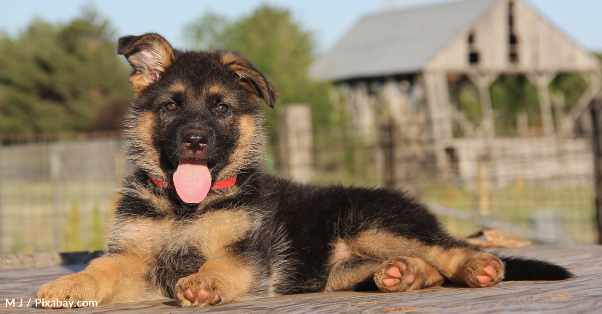 German Shepherd’s Genetic Condition Means He’ll Be a Puppy Forever