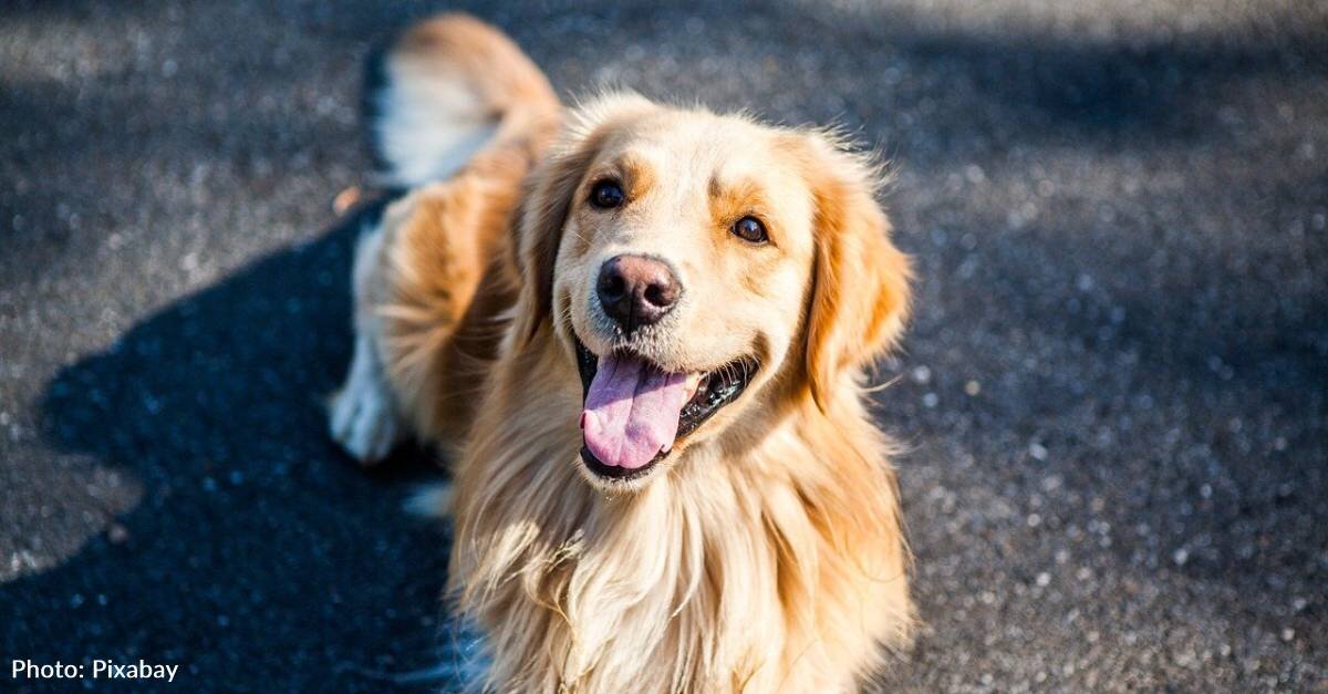 Beloved Marathon Cheer Dog, Spencer, Diagnosed With Terminal Cancer