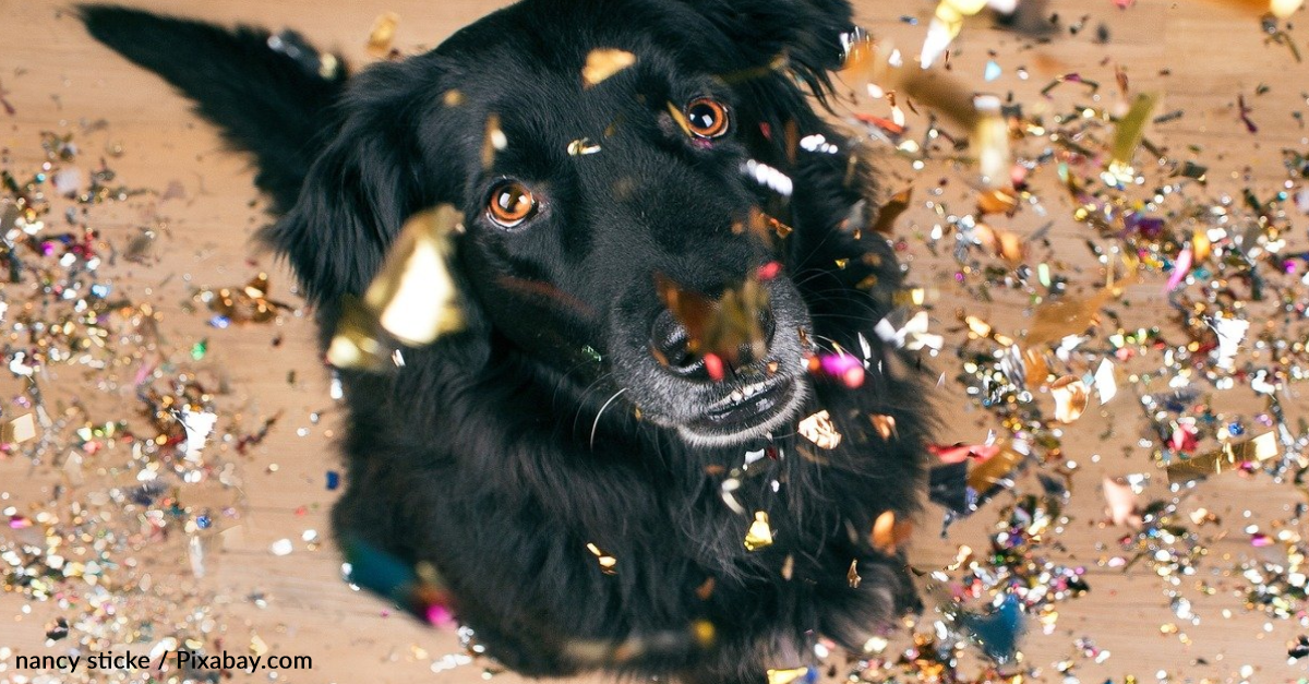 Fireworks Created A Crisis For Pets This New Year’s