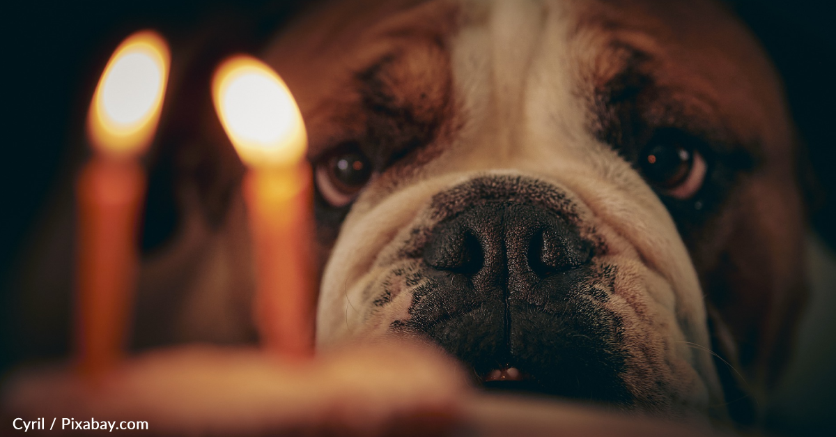 Pets Accidentally Started 1,000 House Fires in America Last Year