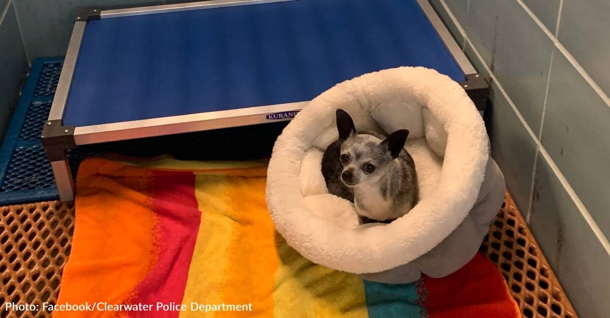 Missing Chihuahua Mystifies Officers By Traveling 67 Miles By Herself To Florida Beach