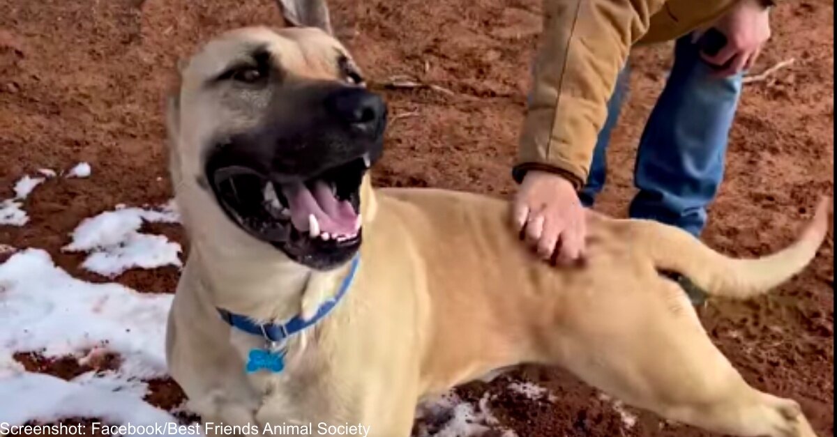Shelter Dog With A “Perfectly Imperfect Grin” Just Wants To Find Someone To Love