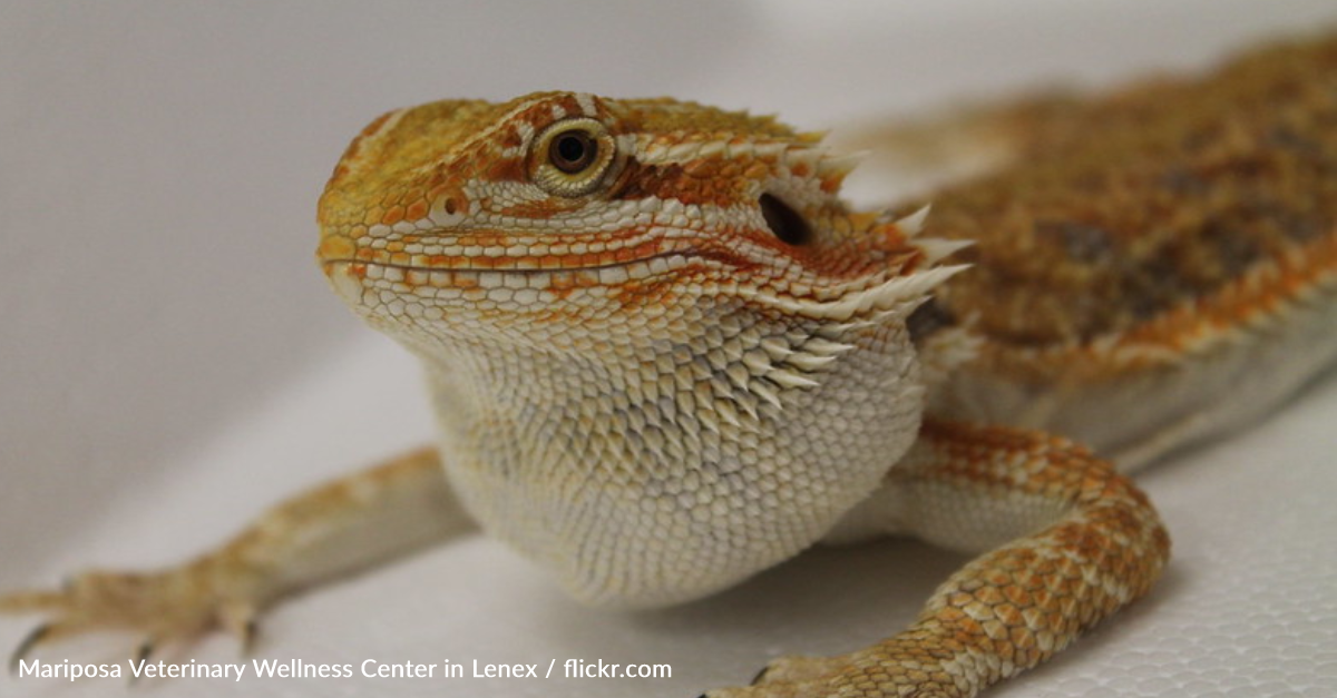 Bearded dragon lizards behind salmonella outbreak, CDC says