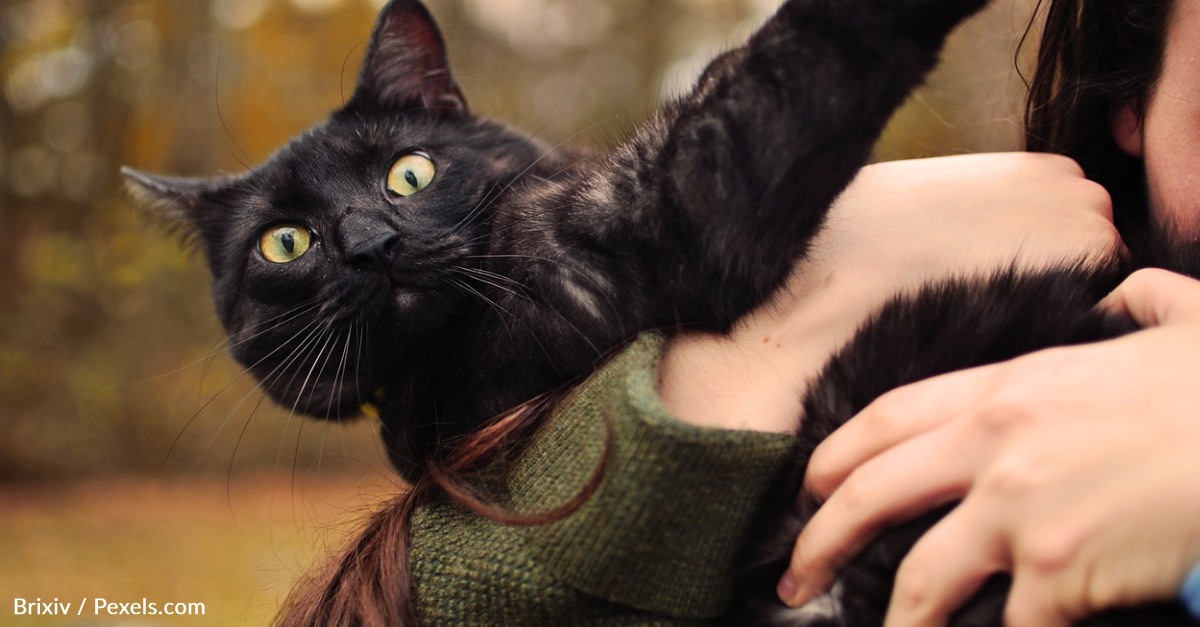 Woman Creates Special Pouch For Her Rescue Cat To Take Him Traveling Around The Country