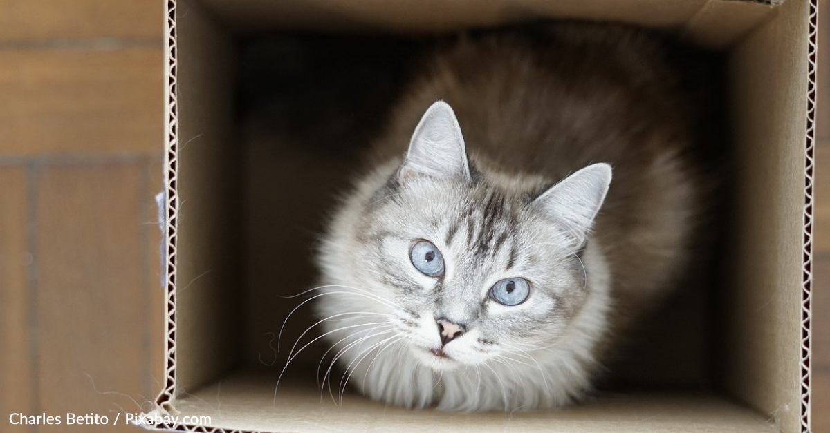 Science Weighs In On Why Cats Love Sitting In Boxes