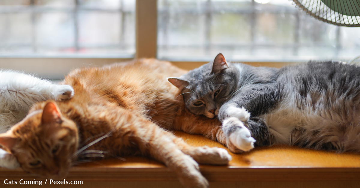 Why House Cats Have Sagging Bellies