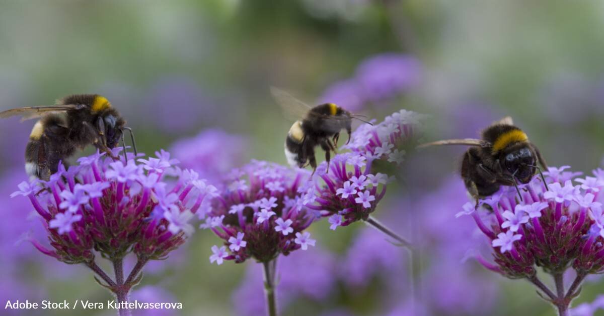 Want to Help Pollinators? A Small Garden Can Make a World of Difference