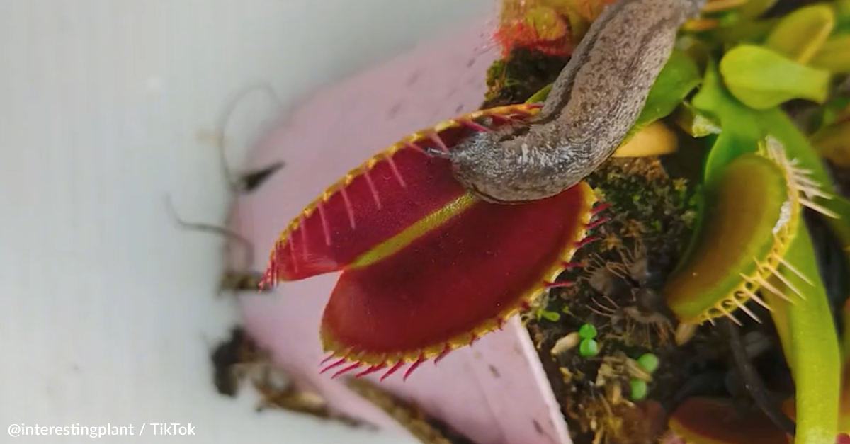 tropical rainforest venus fly trap