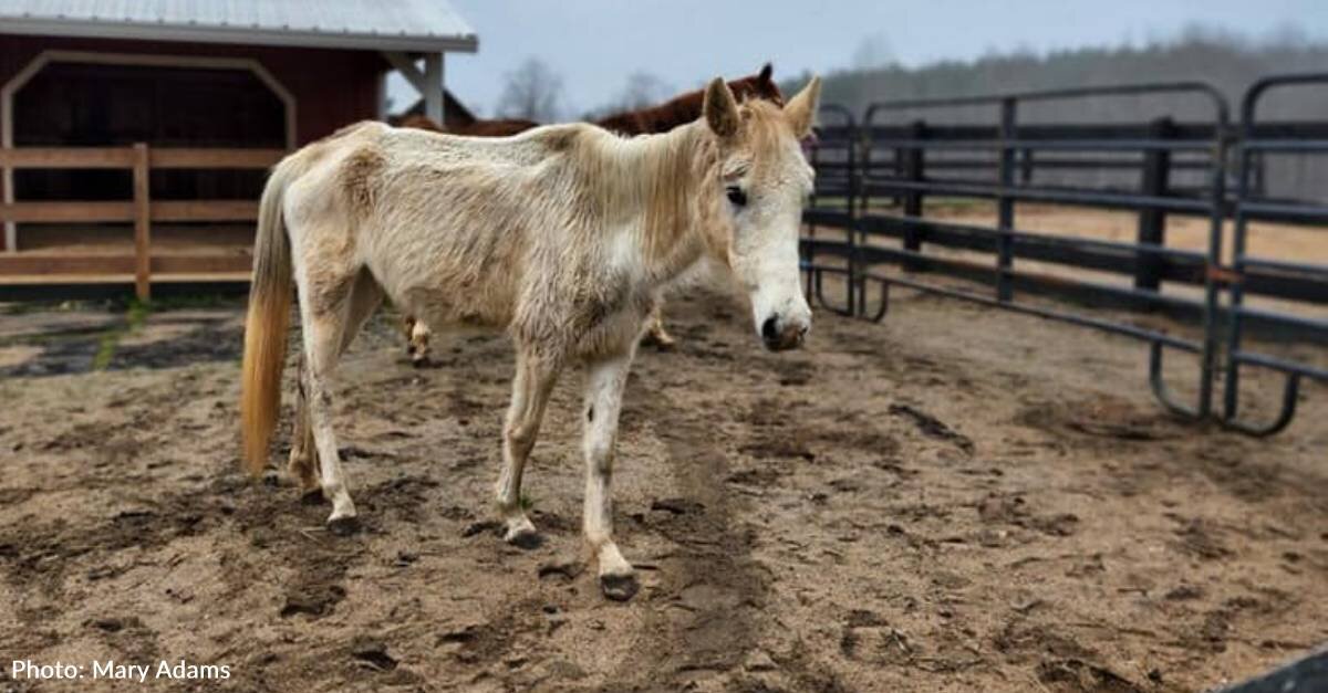 image - Starved Horses Seized From North Carolina Property Which Was Supposed To Be A Sanctuary