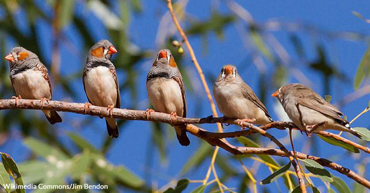 baby zebra finch development