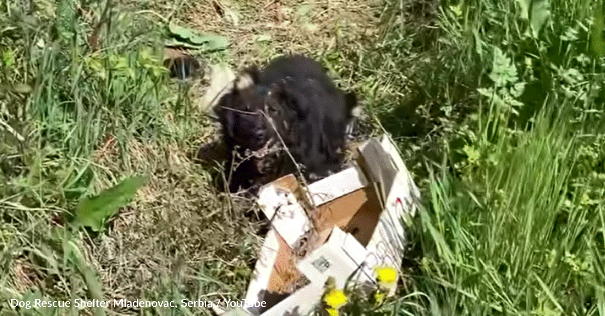 Rescuers Save Abandoned Dog And Her Newborn Puppies From A Roadside Ditch -  The Animal Rescue Site News