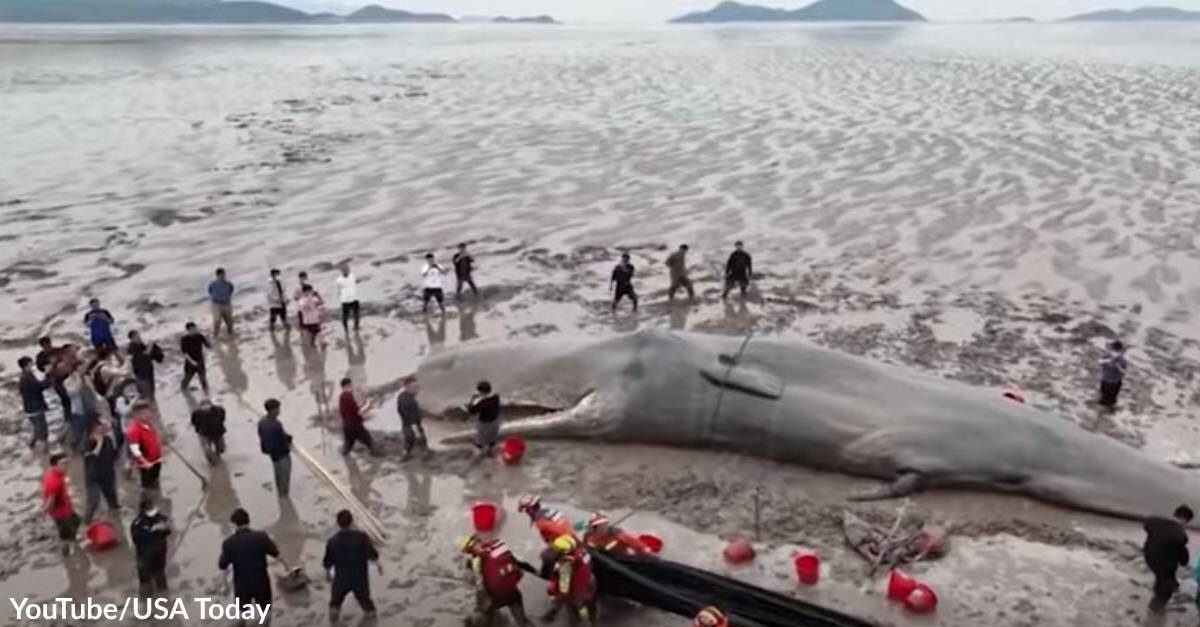 Beached Sperm Whale on the Brink of Death Was Saved by Rescue Crews in  China - The Animal Rescue Site News