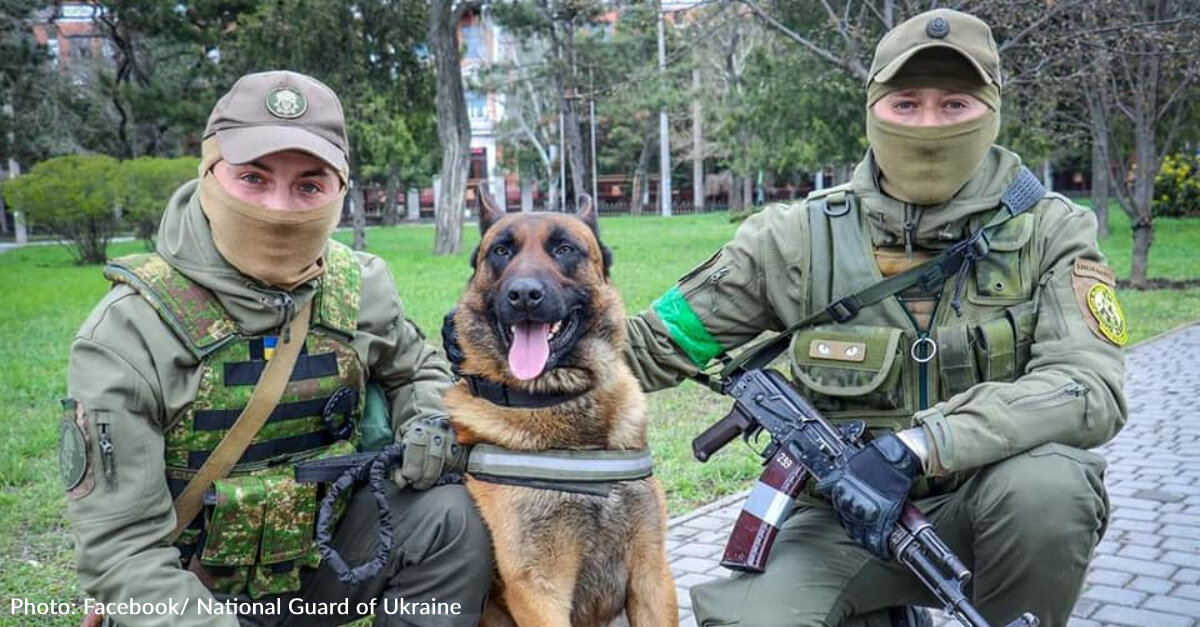 Belgian Shepherd Left Behind By Russian Forces Joins Ukrainian Military