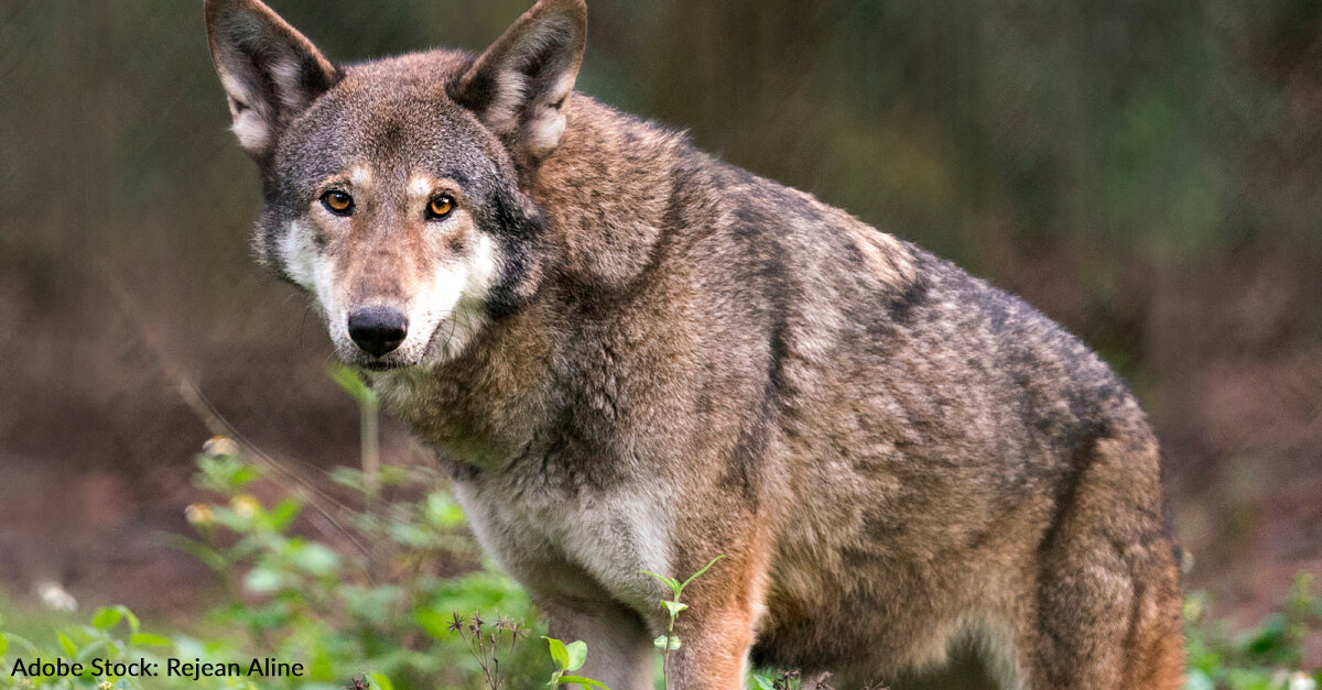 image - Reward Offered To Find Person Who Shot And Killed Endangered Red Wolf In North Carolina