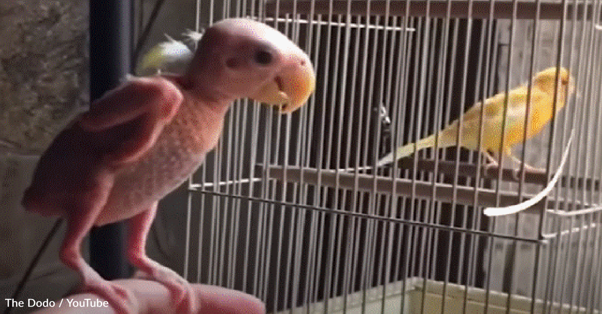 Featherless Lovebird Falls In Love With A Dollhouse - The Rainforest Site  News