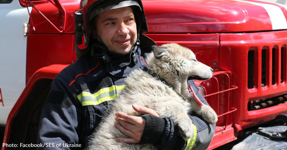 Ukrainian Firefighters Rescue Puppy From War-Torn Street And Make Him Mascot Of Fire Station