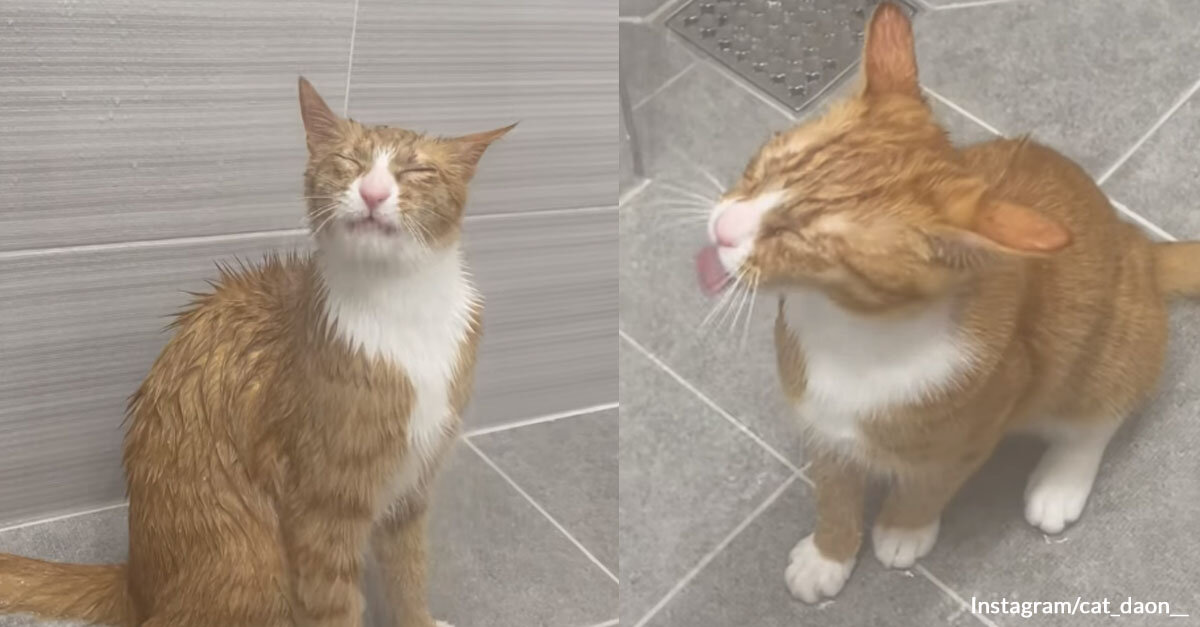The Video of a Cat Licking Water from The Shower Will Definitely Make You Laugh Today