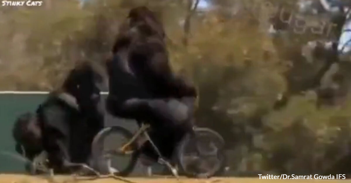 Løs Mart Syndicate Watch This Video of a Gorilla Riding a Bike for a Good Laugh - The  Rainforest Site News