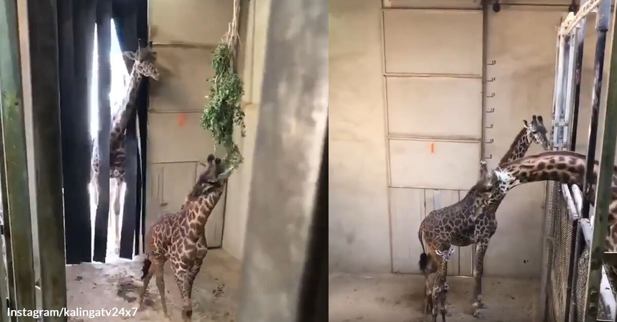A Father Giraffe Greets His Son For the First Time in a Heartwarming Video  | Flipboard