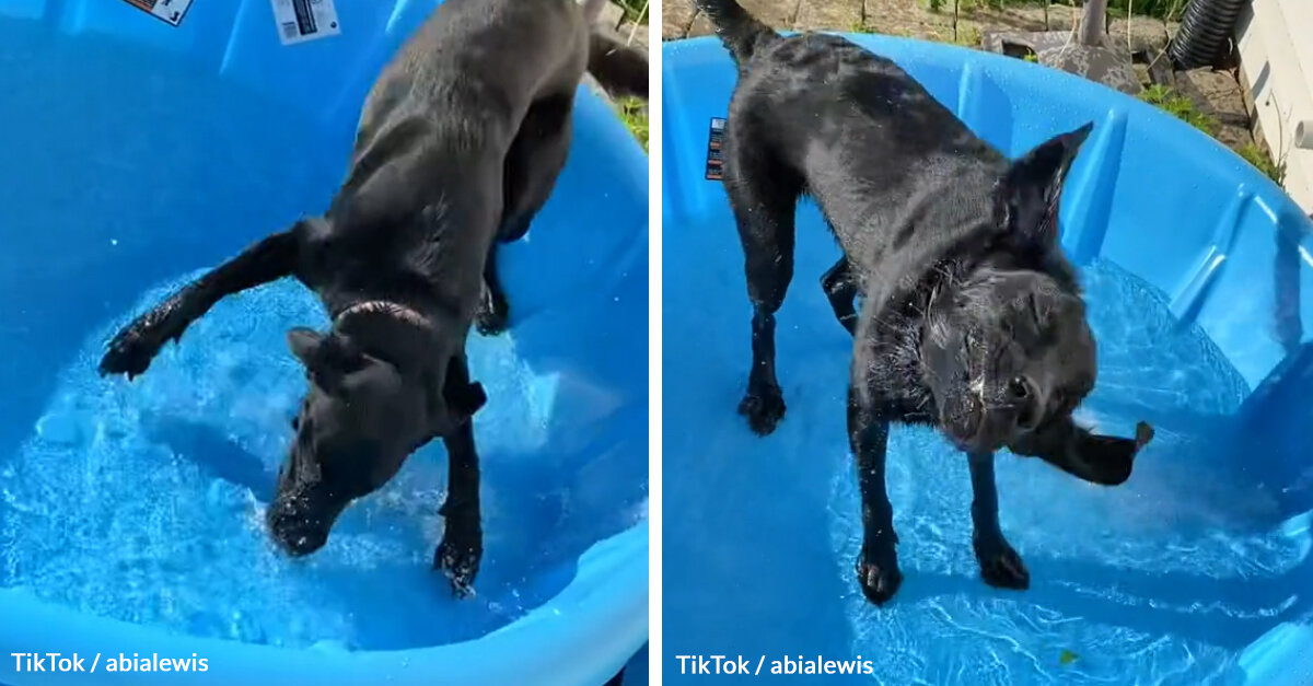 Dog Can’t Curb His Enthusiasm When His Owner Started Filling Up His Paddling Pool