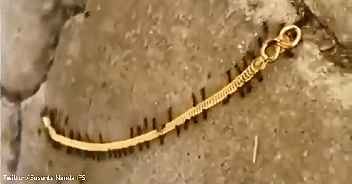 Ants Prove That There Is Strength In Teamwork As They Manage To Carry A Gold Chain In Viral Video