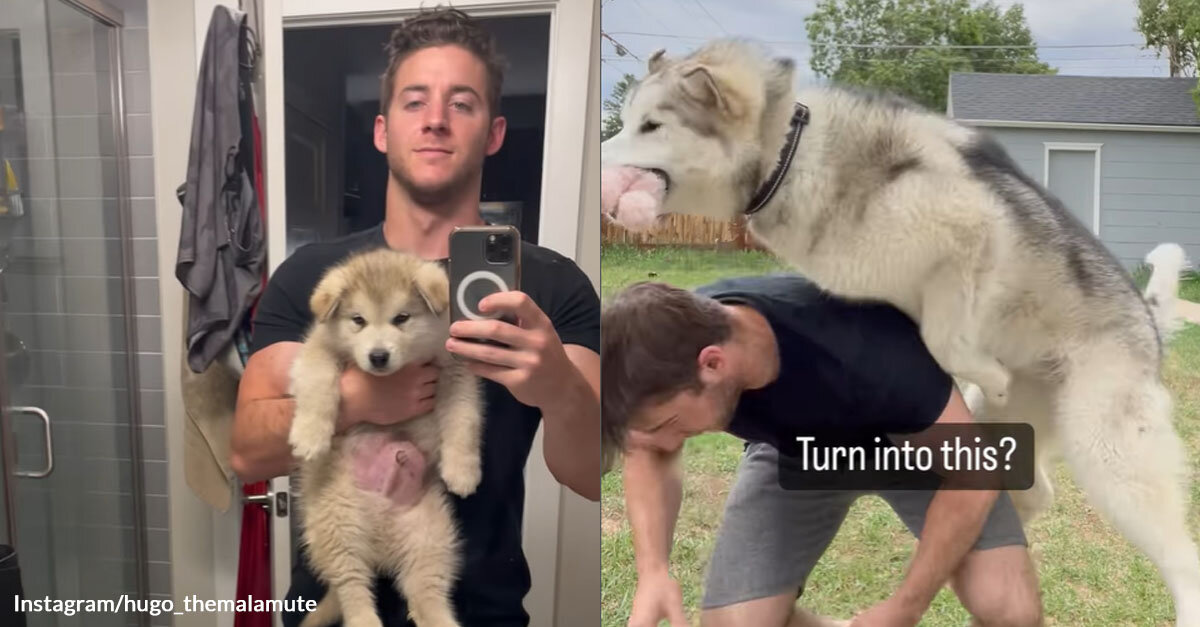 A Fun-Loving Dog Grows Up into a Human Tackler
