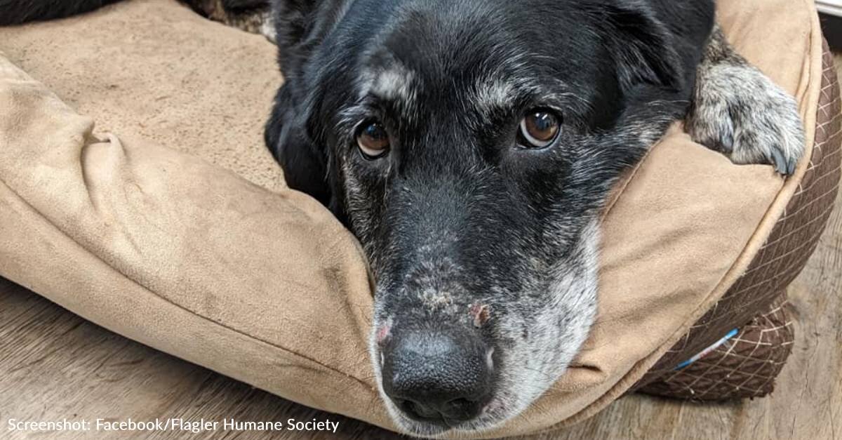 Senior Shelter Dog Seeks Loving Home With Family Who Enjoys Going To The Beach