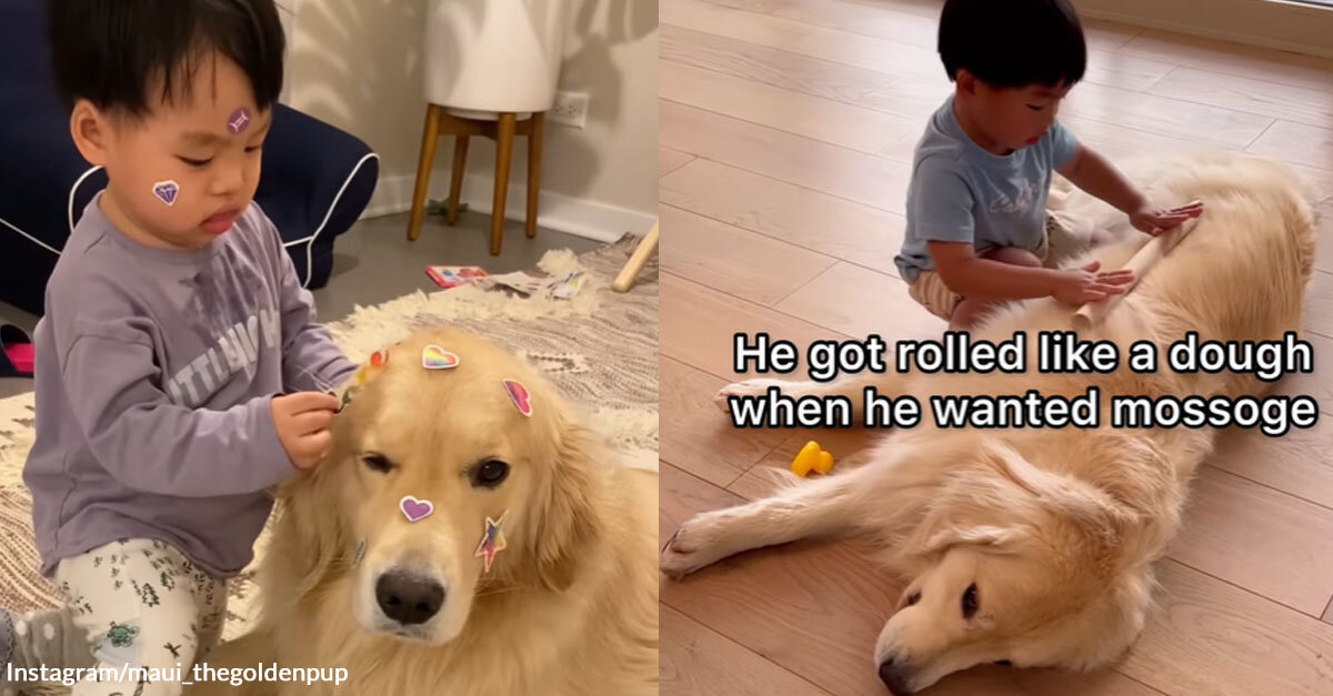 A Golden Retriever was Given the Title “Best Nanny” in an Adorable Instagram Reel
