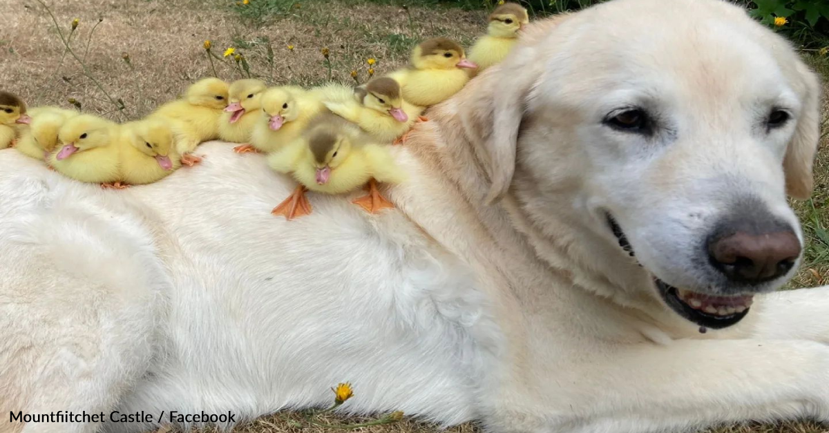 image - Fred The Dogfather Adopts Orphaned Ducklings For The Third Time