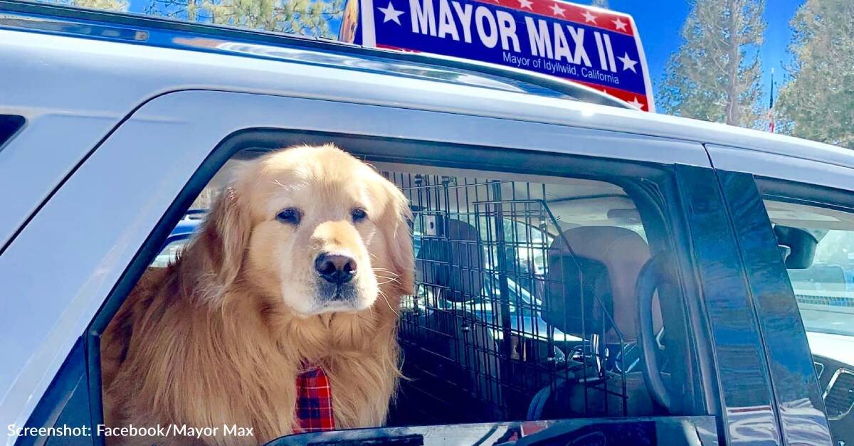 Mayor Max Passes Away Suddenly Leaving All Who Knew Him Heartbroken